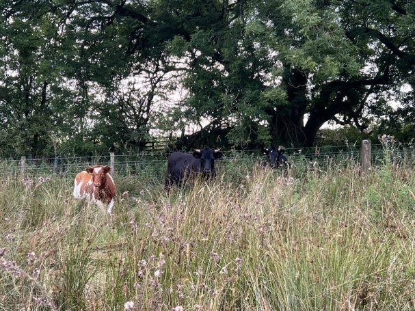 Branwen, Bob and Custard