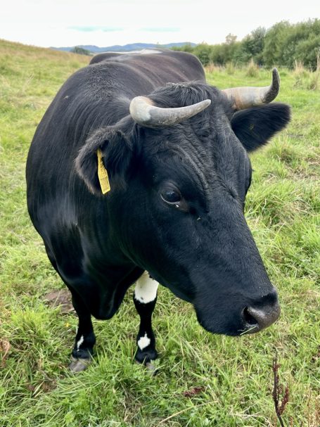 Ermintrude (Trudy) the Matriarch